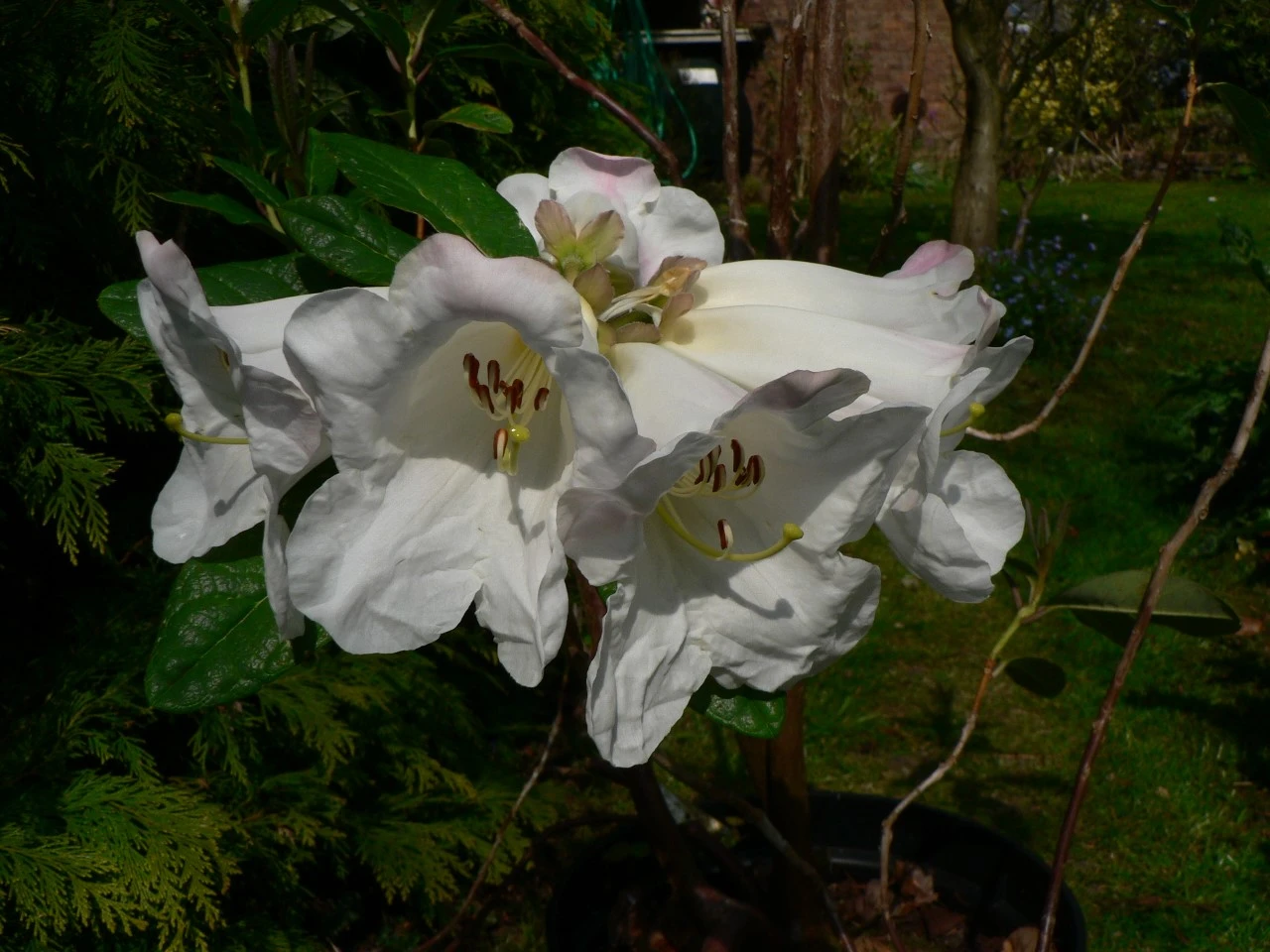 R. lindleyi